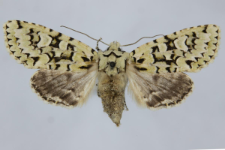 Griposia aprilina