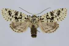 Griposia aprilina