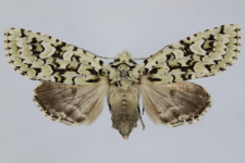 Griposia aprilina