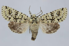 Griposia aprilina