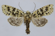 Griposia aprilina