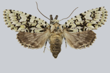 Griposia aprilina