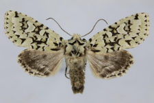 Griposia aprilina