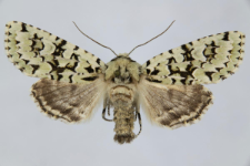 Griposia aprilina