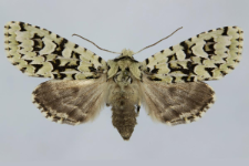 Griposia aprilina