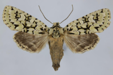 Griposia aprilina