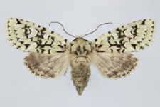 Griposia aprilina