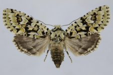 Griposia aprilina