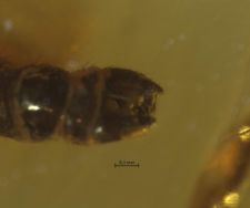 Trichoneura gracilistylus