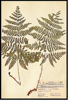 Dryopteris dilatata (Hoffm.) A. Gray