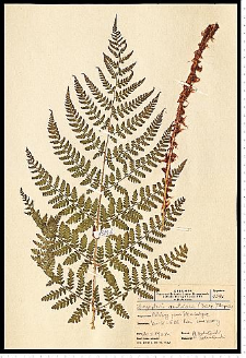 Dryopteris dilatata (Hoffm.) A. Gray