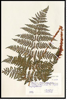 Dryopteris dilatata (Hoffm.) A. Gray