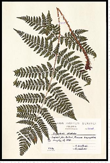 Dryopteris dilatata (Hoffm.) A. Gray