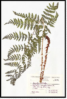 Dryopteris dilatata (Hoffm.) A. Gray