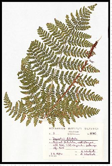 Dryopteris dilatata (Hoffm.) A. Gray