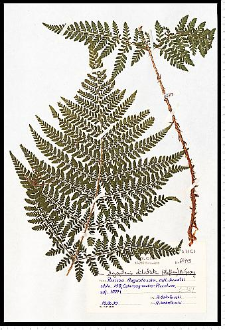 Dryopteris dilatata (Hoffm.) A. Gray