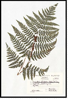 Dryopteris dilatata (Hoffm.) A. Gray