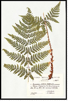 Dryopteris dilatata (Hoffm.) A. Gray