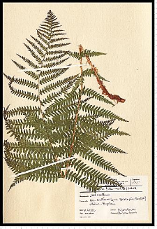 Dryopteris filix-mas (L.) Schott