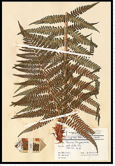 Dryopteris filix-mas (L.) Schott