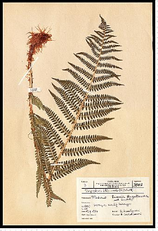 Dryopteris filix-mas (L.) Schott