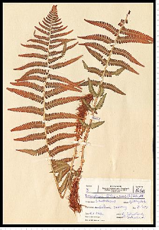 Dryopteris filix-mas (L.) Schott