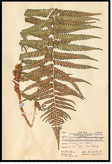 Dryopteris filix-mas (L.) Schott