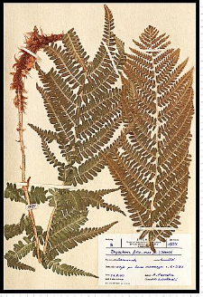 Dryopteris filix-mas (L.) Schott