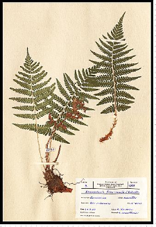 Dryopteris filix-mas (L.) Schott