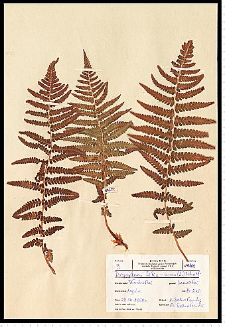 Dryopteris filix-mas (L.) Schott