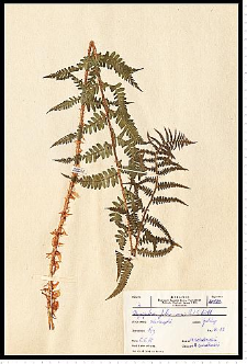 Dryopteris filix-mas (L.) Schott