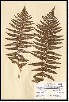 Dryopteris filix-mas (L.) Schott