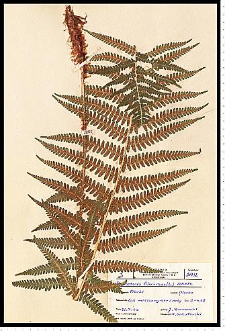 Dryopteris filix-mas (L.) Schott