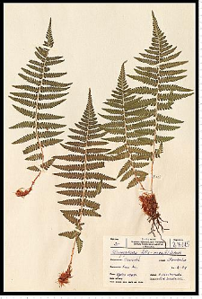 Dryopteris filix-mas (L.) Schott