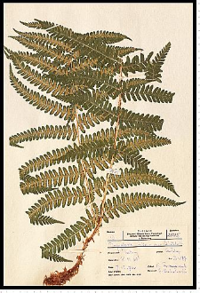 Dryopteris filix-mas (L.) Schott