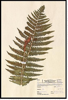 Dryopteris filix-mas (L.) Schott