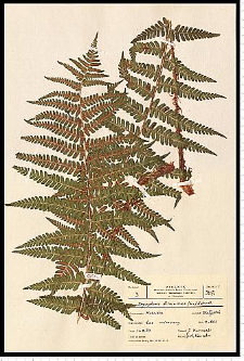 Dryopteris filix-mas (L.) Schott