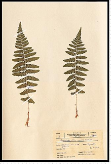 Dryopteris filix-mas (L.) Schott