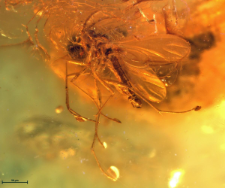 Mycetophilidae