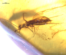 Plecoptera