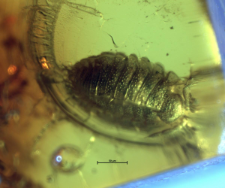 Isopoda