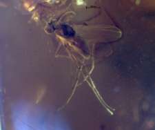 Dolichopodidae