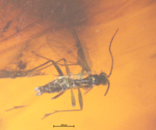 Diptera (Nematocera)