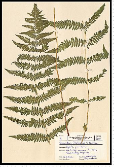 Thelypteris palustris Schott