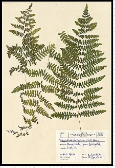 Thelypteris palustris Schott