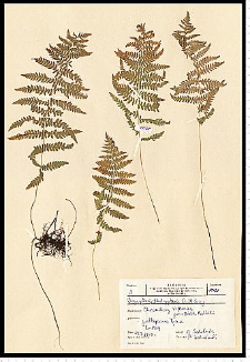 Thelypteris palustris Schott