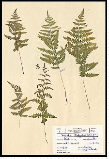 Thelypteris palustris Schott