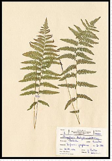 Thelypteris palustris Schott