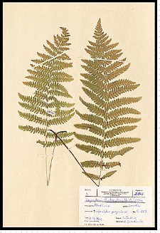 Thelypteris palustris Schott