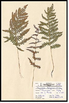 Thelypteris palustris Schott